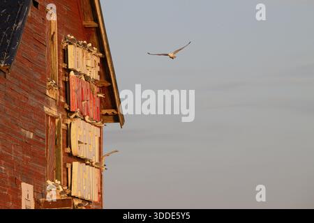 Black-legged kittiwakes (Rissa tridyctyla) nesting on a red wooden facade of a harbour building, one bird flying against a blue sky, Vardo, Finnmark Stock Photo