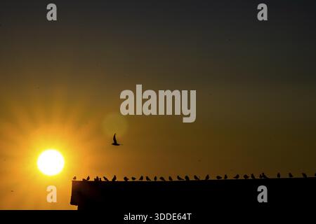 Kittiwakes (Rissa tridyctyla) sit in a row on the gable of a harbour building in the golden backlight of the midnight sun. A single bird flies overhea Stock Photo