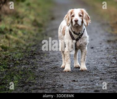 Working Cocker Spaniel and Australian Labradoodle Stock Photo