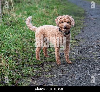 Working Cocker Spaniel and Australian Labradoodle Stock Photo