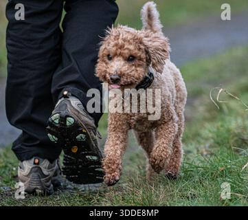 Working Cocker Spaniel and Australian Labradoodle Stock Photo