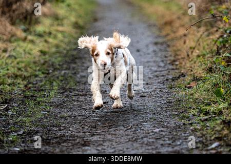 Working Cocker Spaniel and Australian Labradoodle Stock Photo