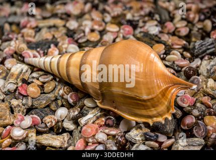 A high-resolution macro photograph of a long tan Tibia fusus shell resting on a diverse background of tiny pink, white, and brown seashells Stock Photo