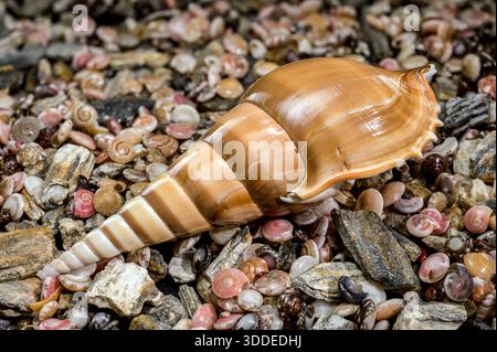 A high-resolution macro photograph of a long tan Tibia fusus shell resting on a diverse background of tiny pink, white, and brown seashells Stock Photo
