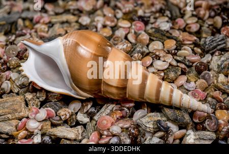 A high-resolution macro photograph of a long tan Tibia fusus shell resting on a diverse background of tiny pink, white, and brown seashells Stock Photo