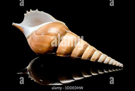 A studio macro shot of a graceful Tibia fusus shell featuring a long slender spire and polished surface with a sharp reflection Stock Photo