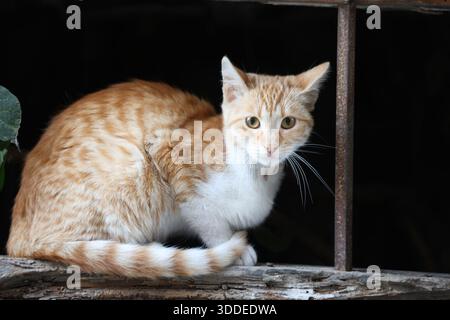 a ginger (orange) cat posing against dark background Stock Photo