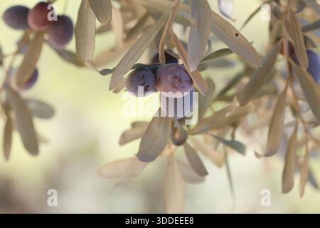 Black Olives Hanging from Tree in Mediterranean Orchard. Ripe black olives on the tree. Stock Photo
