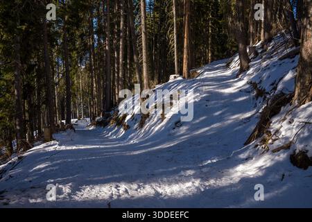 A winding snow-covered path curves through tall pine trees in a tranquil alpine forest, with sunlight streaming through the branches and casting long blue shadows across the textured white ground. Stock Photo