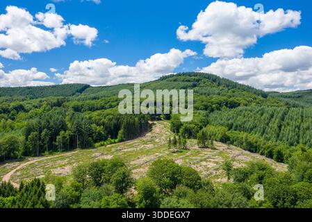 A patch of cleared land winds through dense green woodland beneath a bright blue sky dotted with fluffy white clouds, highlighting the contrast between natural forest and open ground. Stock Photo