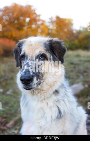 Big fluffy dog portrait, colorful autumn forest outdoors walk Stock Photo
