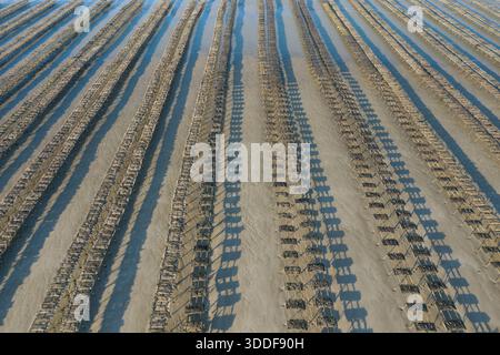 Aerial perspective of evenly spaced oyster racks forming striking linear patterns across wet sand at low tide on Utah Beach. The scene is sunlit and minimal, with long shadows and rhythmic repetition creating a sense of order and calm. Stock Photo