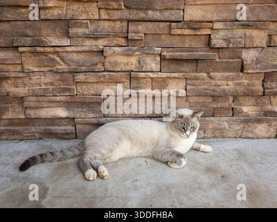 Cream colored cat laying down resting on concrete Stock Photo