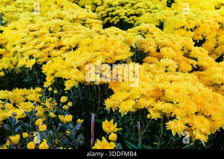 Dense clusters of vibrant yellow chrysanthemum flowers fill the frame, their petals illuminated under artificial lighting at a night market in Can Tho, Mekong Delta, southern Vietnam. The lush blooms create a striking and colorful floral display. Stock Photo