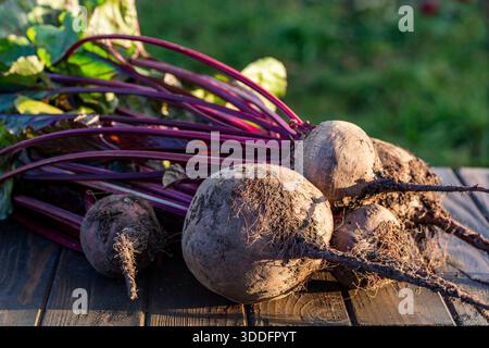 Bunch of freshly picked beets with stems on wooden table in garden, close up. Harvest of organic vegetables Stock Photo