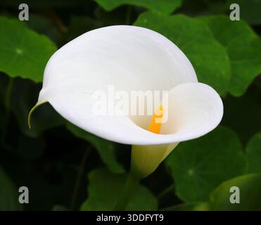White, Calla Lily against a natural low-key  background. Zantedeschia aethiopica. Selective shallow focus on spadix. Stock Photo