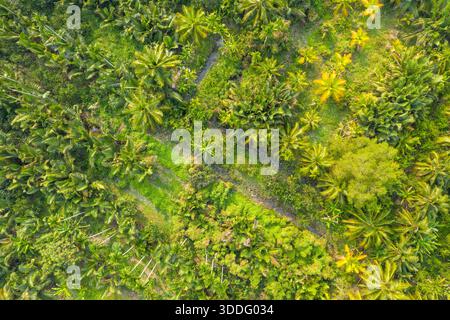 Aerial perspective reveals dense coconut palms and vibrant tropical vegetation forming intricate green patterns in the countryside surrounding Ben Tre, Mekong Delta, southern Vietnam. The scene features layered textures, winding rural paths, and a lush, sunlit landscape. Stock Photo