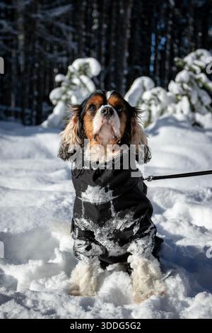 Cavalier King Charles Spaniel with black jacket in the snow Stock Photo