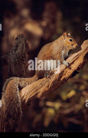 Eastern gray squirrel perched on a sunlit tree branch in autumn woodland Stock Photo