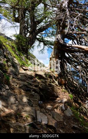 Twisted roots of trees in mountain forest Stock Photo - Alamy