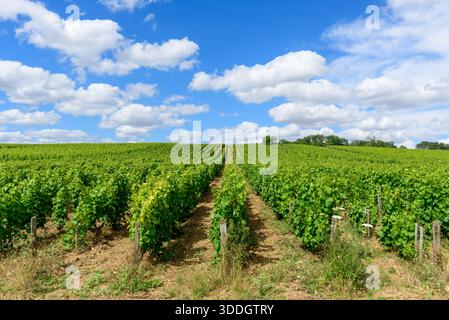 Endless rows of green grapevines grow in sunlit soil beneath a bright blue sky with scattered white clouds in Pouilly sur Loire. The scene is open, vibrant, and filled with the energy of summer. Stock Photo