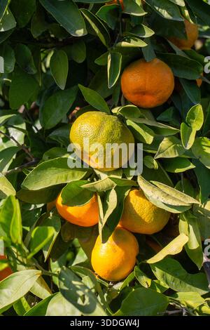 Close-up of ripe tangerines on the branches of trees on a sunny day. Stock Photo