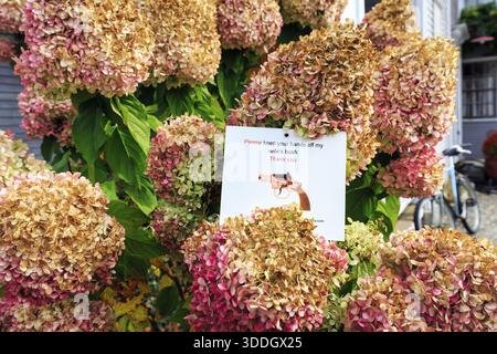 Withered flowers of a hydrangea in the front yard, funny sign warns against touching, theft, Ogunquit, Maine, New England, USA Stock Photo