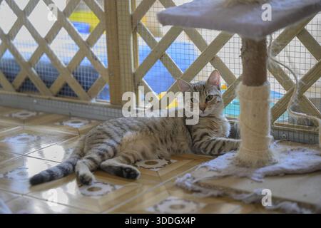 A lounging tabby cat resting against a cat tree indoors, Italy Stock Photo