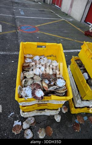 Great scallop shells in yellow boxes. The rests of great scallop shells at Fecamp, Normandy, France. Stock Photo