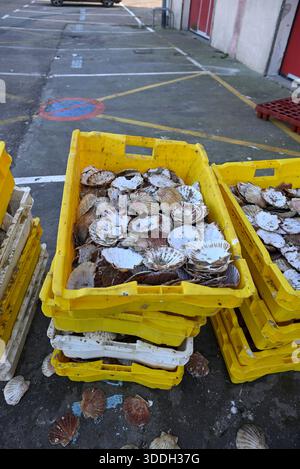 Great scallop shells in yellow boxes. The rests of great scallop shells at Fecamp, Normandy, France. Stock Photo