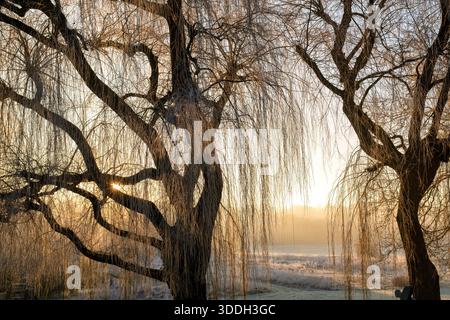 Salix babylonica 'Pendula'. Weeping willow tree in the frost in winter. at sunrise. Oxfordshire, England Stock Photo