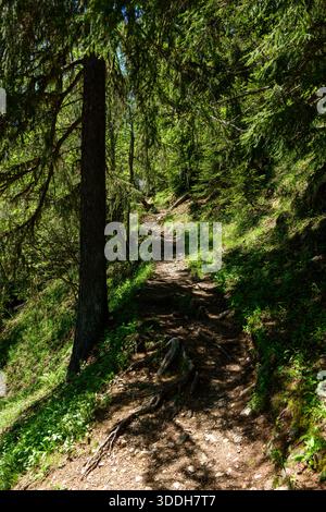 A narrow dirt path winds uphill through dense green forest, with exposed tree roots and dappled sunlight creating a textured, natural atmosphere. Tall conifers and lush undergrowth line the rugged mountain trail. Stock Photo
