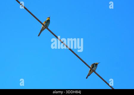 Two vibrantly colored European Bee-eaters [Merops apiaster] are perched together on a wire against a clean, clear blue sky, symbolizing partnership, j Stock Photo