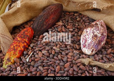 Cacao pods and cocoa beans Stock Photo