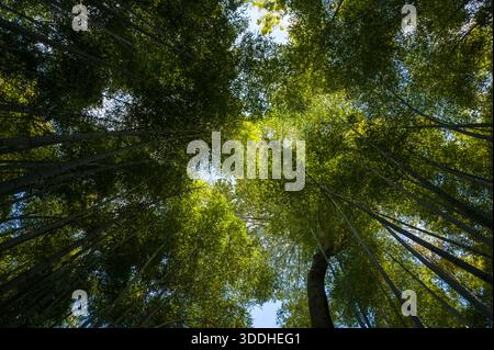 Looking up through dense bamboo stalks, sunlight filters through vibrant green leaves in the famous Arashiyama Bamboo Grove, creating a serene and immersive forest atmosphere. Stock Photo