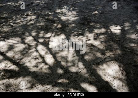 Sunlight shining through Casuarina equisetifolia branches to the sandy beach Stock Photo