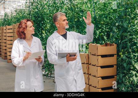 Agriculture experts analyze harvest in sunny greenhouse setting, Caucasian agronomists thoroughly inspect tomato harvest while discussing packaging Stock Photo