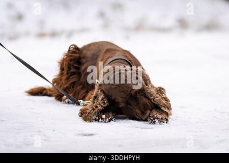Brown English Cocker Spaniel lying on a snowy path during a winter walk. Liver-colored cocker spaniel outdoors in winter, captured mid-step on a snow. Stock Photo