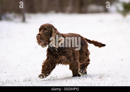 Brown English Cocker Spaniel standing alert on a snowy path during a winter walk. Liver-colored cocker spaniel outdoors in winter. Stock Photo