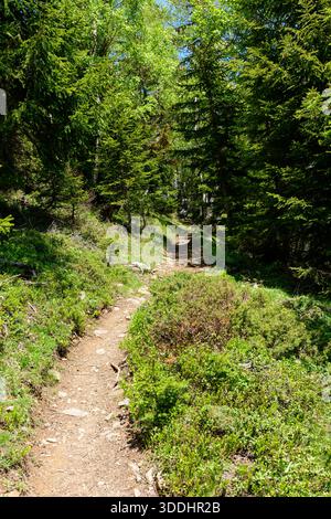 A narrow dirt trail winds gently uphill through dense green forest in the Alps, surrounded by vibrant foliage and dappled sunlight on a bright summer day. Stock Photo
