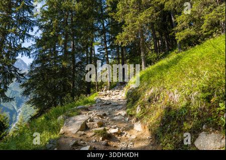 A rugged dirt path winds uphill through dense evergreen trees, with sunlight illuminating the vibrant green grass and casting dappled shadows on the rocky ground. Stock Photo