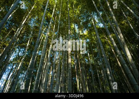 Tall bamboo trunks rise closely together in Arashiyama Bamboo Forest, Kyoto, with golden sunlight filtering through the dense green canopy and casting soft shadows below. Stock Photo