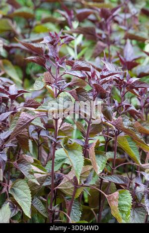 Ageratina altissima Chocolate, Eupatorium Chocolate, snakeroot Chocolate, purple stems, chocolate coloured foliage, Stock Photo