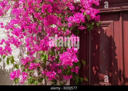 Purple flowers of Bougainvillea plant and a wooden door, Hydra island, Greece Stock Photo