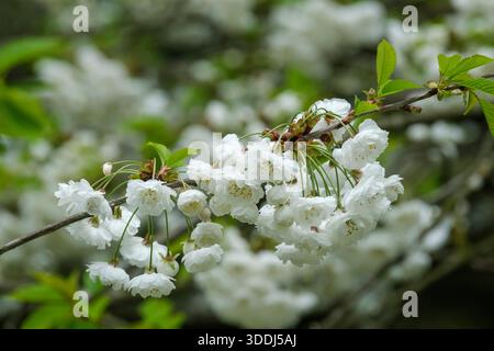 PRUNUS avium Plena, Double gean, Double wild cherry, Double white flowered form Stock Photo