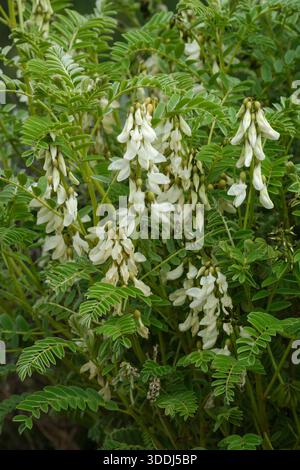Astragalus lusitanicus orientalis, Oriental Shrub Milkvetch, feathered, greyish-green leaves, white flower spikes Stock Photo