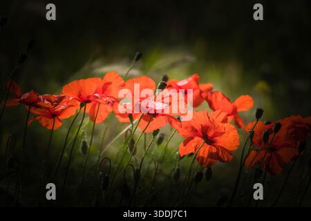 Wild red poppies Papaver rhoeas also known as the corn poppy growing in the Andalucian mountains Spain. April 2025 Stock Photo