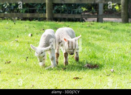 Young lambs enjoying their first day out in a meadow. Kidderminster Worcestershire England UK. March 2025 Stock Photo