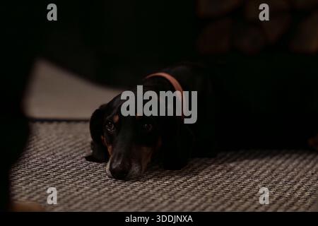 Moody low-light portrait of a dachshund with expressive eyes resting indoors. Dramatic close-up of a senior dachshund in soft shadows. Stock Photo