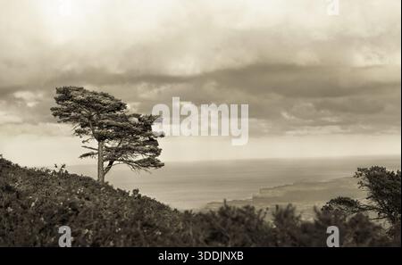 Panorama of Costa Verde and a single pine tree in northern Spain, taken from Mirador del Fito, sepia toned, monochrome, horizontal Stock Photo